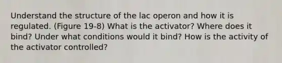 Understand the structure of the lac operon and how it is regulated. (Figure 19-8) What is the activator? Where does it bind? Under what conditions would it bind? How is the activity of the activator controlled?