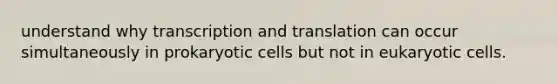 understand why transcription and translation can occur simultaneously in prokaryotic cells but not in eukaryotic cells.