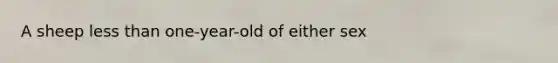 A sheep <a href='https://www.questionai.com/knowledge/k7BtlYpAMX-less-than' class='anchor-knowledge'>less than</a> one-year-old of either sex