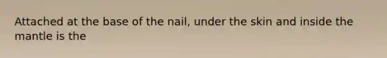 Attached at the base of the nail, under the skin and inside <a href='https://www.questionai.com/knowledge/kHR4HOnNY8-the-mantle' class='anchor-knowledge'>the mantle</a> is the