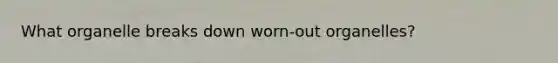 What organelle breaks down worn-out organelles?