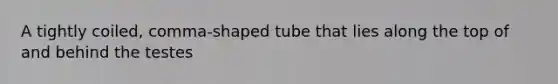 A tightly coiled, comma-shaped tube that lies along the top of and behind the testes