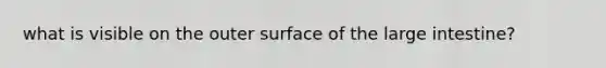 what is visible on the outer surface of the <a href='https://www.questionai.com/knowledge/kGQjby07OK-large-intestine' class='anchor-knowledge'>large intestine</a>?