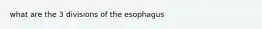 what are the 3 divisions of the esophagus