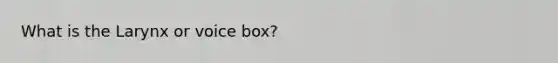 What is the Larynx or voice box?