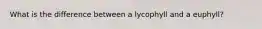 What is the difference between a lycophyll and a euphyll?