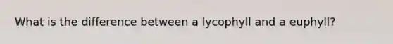 What is the difference between a lycophyll and a euphyll?