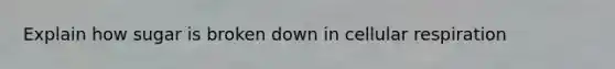 Explain how sugar is broken down in <a href='https://www.questionai.com/knowledge/k1IqNYBAJw-cellular-respiration' class='anchor-knowledge'>cellular respiration</a>