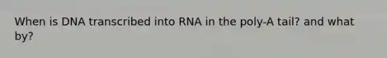 When is DNA transcribed into RNA in the poly-A tail? and what by?