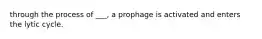 through the process of ___, a prophage is activated and enters the lytic cycle.