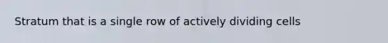 Stratum that is a single row of actively dividing cells