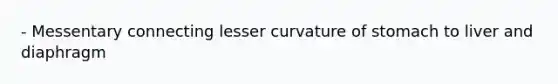 - Messentary connecting lesser curvature of stomach to liver and diaphragm