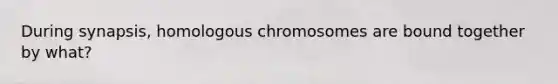 During synapsis, homologous chromosomes are bound together by what?