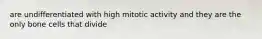 are undifferentiated with high mitotic activity and they are the only bone cells that divide