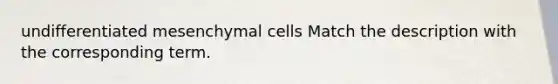 ​undifferentiated mesenchymal cells ​Match the description with the corresponding term.