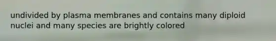 undivided by plasma membranes and contains many diploid nuclei and many species are brightly colored