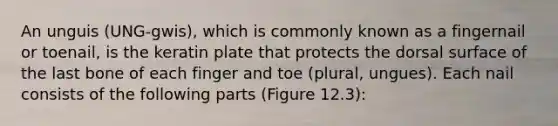 An unguis (UNG-gwis), which is commonly known as a fingernail or toenail, is the keratin plate that protects the dorsal surface of the last bone of each finger and toe (plural, ungues). Each nail consists of the following parts (Figure 12.3):