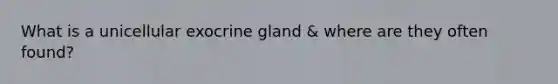 What is a unicellular exocrine gland & where are they often found?