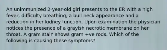 An unimmunized 2-year-old girl presents to the ER with a high fever, difficulty breathing, a bull neck appearance and a reduction in her kidney function. Upon examination the physician notices the presence of a grayish necrotic membrane on her throat. A gram stain shows gram +ve rods. Which of the following is causing these symptoms?