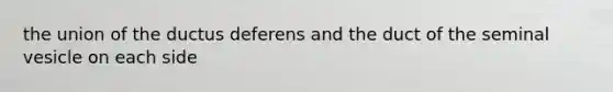 the union of the ductus deferens and the duct of the seminal vesicle on each side