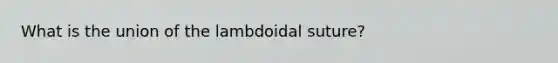 What is the union of the lambdoidal suture?