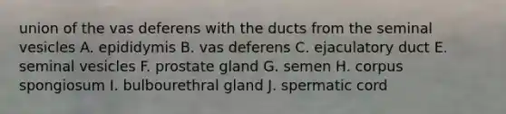 union of the vas deferens with the ducts from the seminal vesicles A. epididymis B. vas deferens C. ejaculatory duct E. seminal vesicles F. prostate gland G. semen H. corpus spongiosum I. bulbourethral gland J. spermatic cord