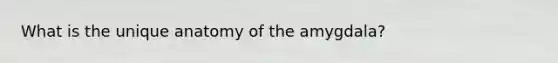 What is the unique anatomy of the amygdala?