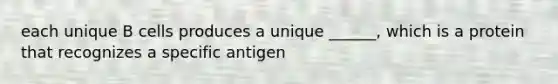 each unique B cells produces a unique ______, which is a protein that recognizes a specific antigen