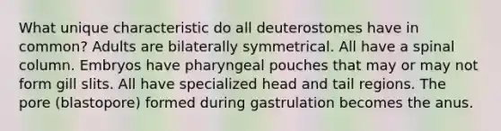 What unique characteristic do all deuterostomes have in common? Adults are bilaterally symmetrical. All have a spinal column. Embryos have pharyngeal pouches that may or may not form gill slits. All have specialized head and tail regions. The pore (blastopore) formed during gastrulation becomes the anus.