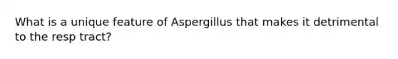 What is a unique feature of Aspergillus that makes it detrimental to the resp tract?