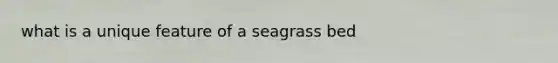 what is a unique feature of a seagrass bed