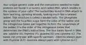 Your unique genetic code and the instructions needed to make proteins are found in a nucleic acid called DNA, which resides in the nucleus of your cells! The nucleotides found in DNA attach to form two long, spiraling strands, looking much like a twisted ladder. This structure is called a double helix. The phosphate group and the 5-carbon sugar form the sides of the ladder and the nitrogenous bases pair together to form the rungs/steps of the ladder. It is the order of the nitrogenous bases that determines the DNA's instructions. The four bases found in DNA are: adenine (A), thymine (T), guanine (G) and cytosine (C). The bases can only pair with specific partners: -Adenine always pairs with thymine (A-T) -Guanine always pairs with cytosine (G-C)