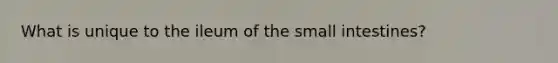 What is unique to the ileum of the small intestines?