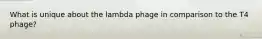 What is unique about the lambda phage in comparison to the T4 phage?