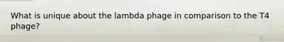 What is unique about the lambda phage in comparison to the T4 phage?