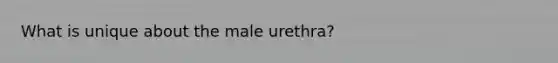 What is unique about the male urethra?