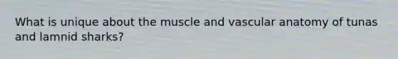 What is unique about the muscle and vascular anatomy of tunas and lamnid sharks?