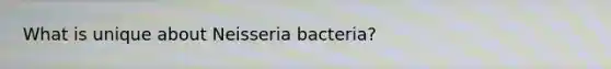 What is unique about Neisseria bacteria?