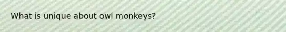 What is unique about owl monkeys?