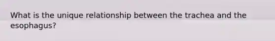 What is the unique relationship between the trachea and <a href='https://www.questionai.com/knowledge/kSjVhaa9qF-the-esophagus' class='anchor-knowledge'>the esophagus</a>?