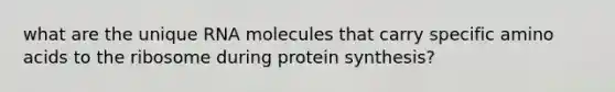 what are the unique RNA molecules that carry specific amino acids to the ribosome during protein synthesis?