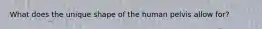 What does the unique shape of the human pelvis allow for?