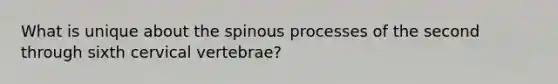 What is unique about the spinous processes of the second through sixth cervical vertebrae?