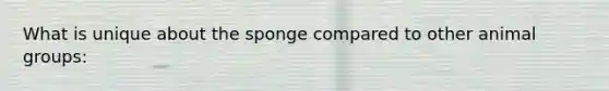 What is unique about the sponge compared to other animal groups: