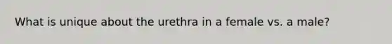 What is unique about the urethra in a female vs. a male?