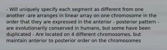 - Will uniquely specify each segment as different from one another -are arranges in linear array on one chromosome in the order that they are expressed in the anterior - posterior pattern - are evolutionarily conserved in humans, but some have been duplicated - Are located on 4 different chromosomes, but maintain anterior to posterior order on the chromosomes