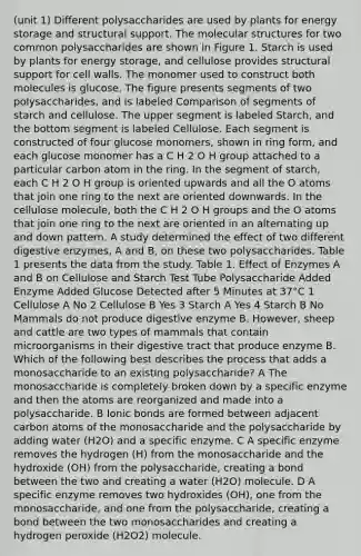 (unit 1) Different polysaccharides are used by plants for energy storage and structural support. The molecular structures for two common polysaccharides are shown in Figure 1. Starch is used by plants for energy storage, and cellulose provides structural support for cell walls. The monomer used to construct both molecules is glucose. The figure presents segments of two polysaccharides, and is labeled Comparison of segments of starch and cellulose. The upper segment is labeled Starch, and the bottom segment is labeled Cellulose. Each segment is constructed of four glucose monomers, shown in ring form, and each glucose monomer has a C H 2 O H group attached to a particular carbon atom in the ring. In the segment of starch, each C H 2 O H group is oriented upwards and all the O atoms that join one ring to the next are oriented downwards. In the cellulose molecule, both the C H 2 O H groups and the O atoms that join one ring to the next are oriented in an alternating up and down pattern. A study determined the effect of two different digestive enzymes, A and B, on these two polysaccharides. Table 1 presents the data from the study. Table 1. Effect of Enzymes A and B on Cellulose and Starch Test Tube Polysaccharide Added Enzyme Added Glucose Detected after 5 Minutes at 37°C 1 Cellulose A No 2 Cellulose B Yes 3 Starch A Yes 4 Starch B No Mammals do not produce digestive enzyme B. However, sheep and cattle are two types of mammals that contain microorganisms in their digestive tract that produce enzyme B. Which of the following best describes the process that adds a monosaccharide to an existing polysaccharide? A The monosaccharide is completely broken down by a specific enzyme and then the atoms are reorganized and made into a polysaccharide. B Ionic bonds are formed between adjacent carbon atoms of the monosaccharide and the polysaccharide by adding water (H2O) and a specific enzyme. C A specific enzyme removes the hydrogen (H) from the monosaccharide and the hydroxide (OH) from the polysaccharide, creating a bond between the two and creating a water (H2O) molecule. D A specific enzyme removes two hydroxides (OH), one from the monosaccharide, and one from the polysaccharide, creating a bond between the two monosaccharides and creating a hydrogen peroxide (H2O2) molecule.