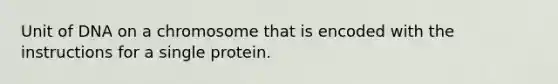 Unit of DNA on a chromosome that is encoded with the instructions for a single protein.