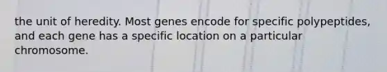 the unit of heredity. Most genes encode for specific polypeptides, and each gene has a specific location on a particular chromosome.