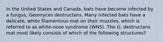 In the United States and Canada, bats have become infected by a fungus, Geomyces destructans. Many infected bats have a delicate, white filamentous mat on their muzzles, which is referred to as white-nose syndrome (WNS). The G. destructans mat most likely consists of which of the following structures?